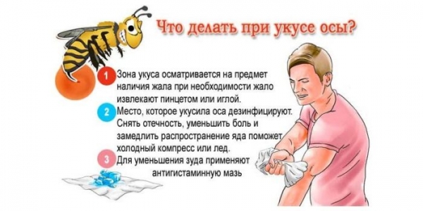 Укус осы (опухоль и покраснение): что делать