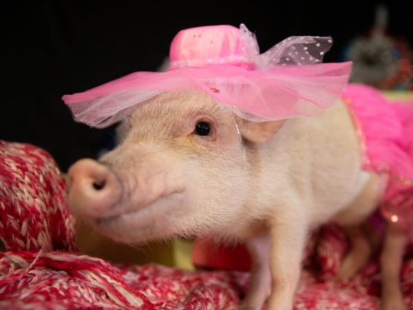 Живой символ 2019 года: как мини-пиги покорили мир